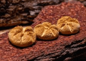 Panecitos de Maíz